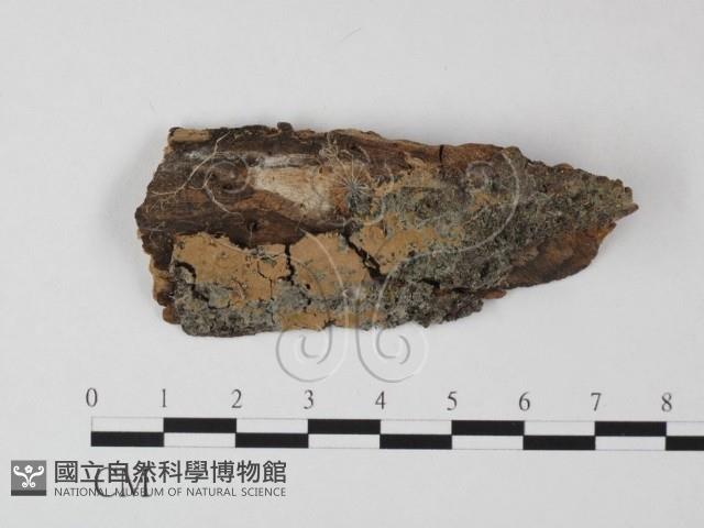 登錄號:F0002406藏品圖，第1張