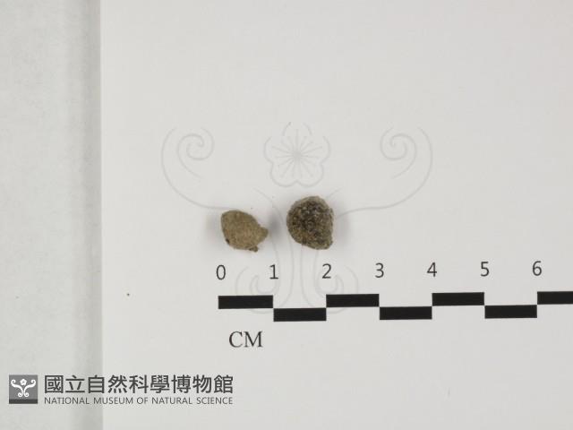 登錄號:F0032406藏品圖，第1張