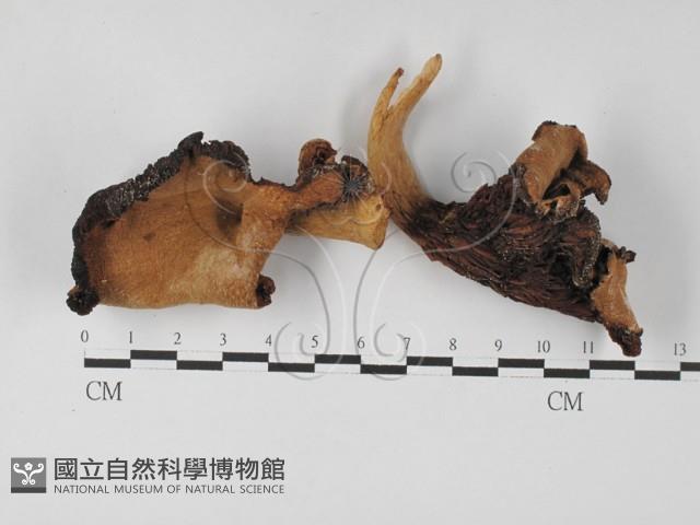 登錄號:F0027406藏品圖，第1張