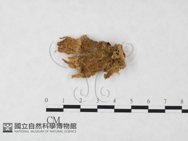 優雅波邊革菌藏品圖，第1張