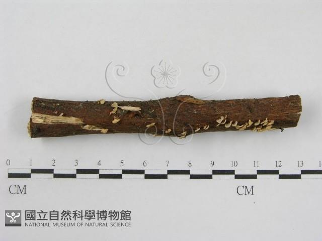 登錄號:F0013406藏品圖，第1張