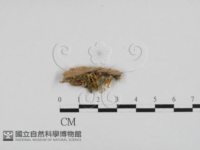 登錄號:F0028706藏品圖，第1張