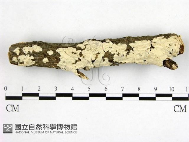 顯絲菌屬藏品圖，第1張