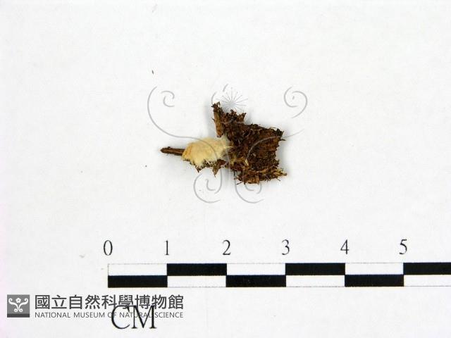 登錄號:F0000706藏品圖，第1張