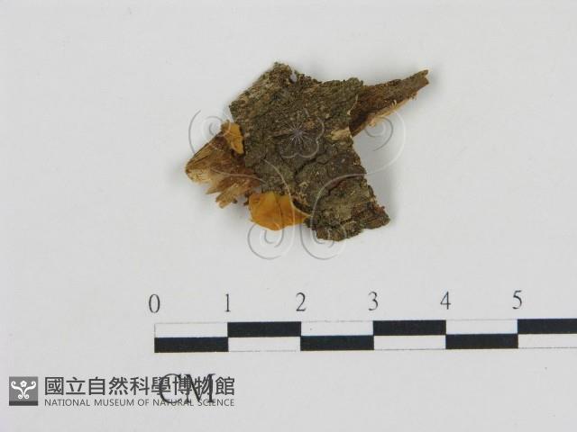 登錄號:F0010706藏品圖，第1張