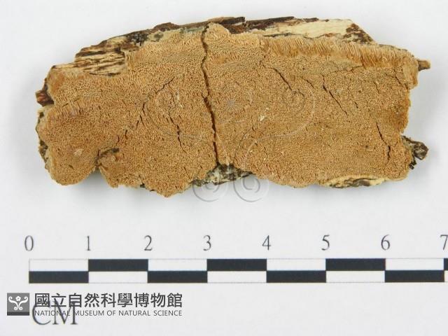 登錄號:F0006706藏品圖，第1張