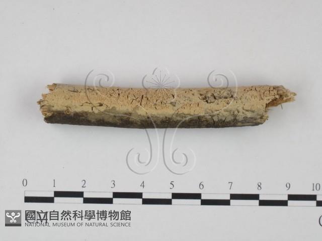 登錄號:F0021706藏品圖，第1張