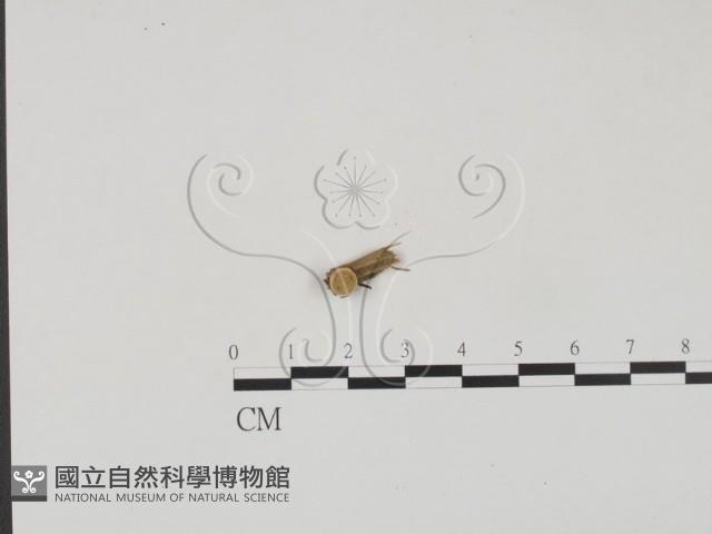 登錄號:F0001706藏品圖，第1張