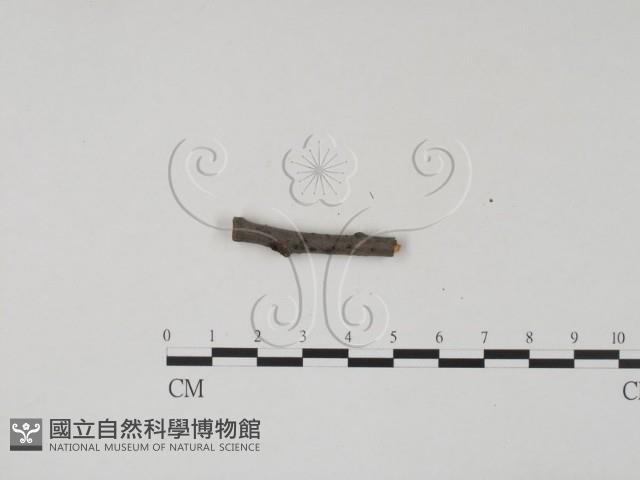 登錄號:F0011706藏品圖，第1張