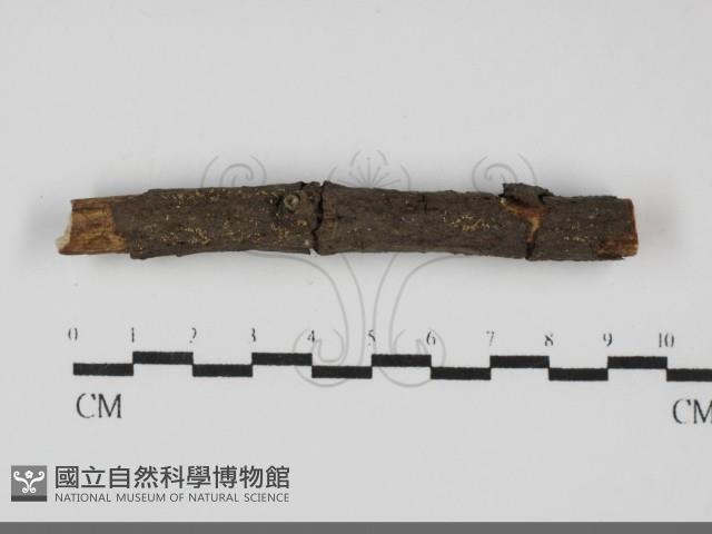 登錄號:F0031706藏品圖，第1張