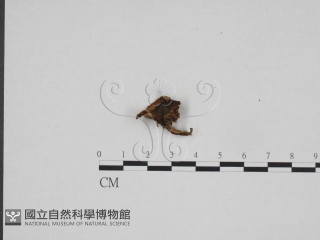 登錄號:F0024706藏品圖，第3張