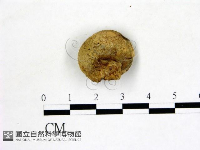 登錄號:F0004706藏品圖，第1張