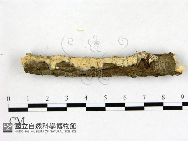 登錄號:F0014706藏品圖，第1張