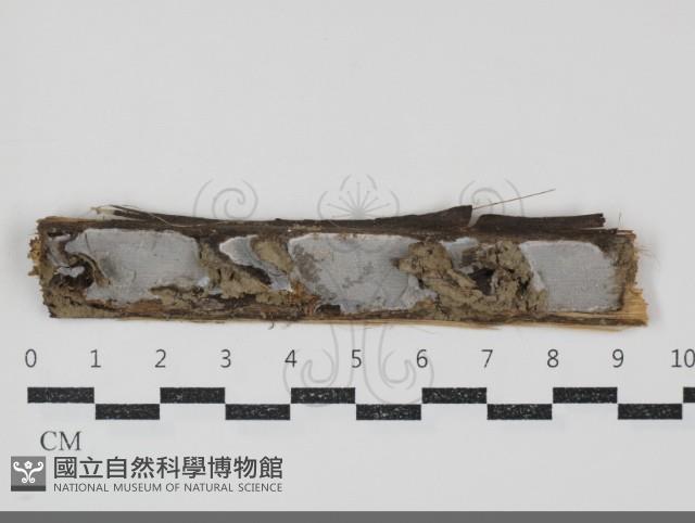 登錄號:F0034706藏品圖，第1張