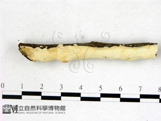 顯絲菌屬藏品圖，第1張
