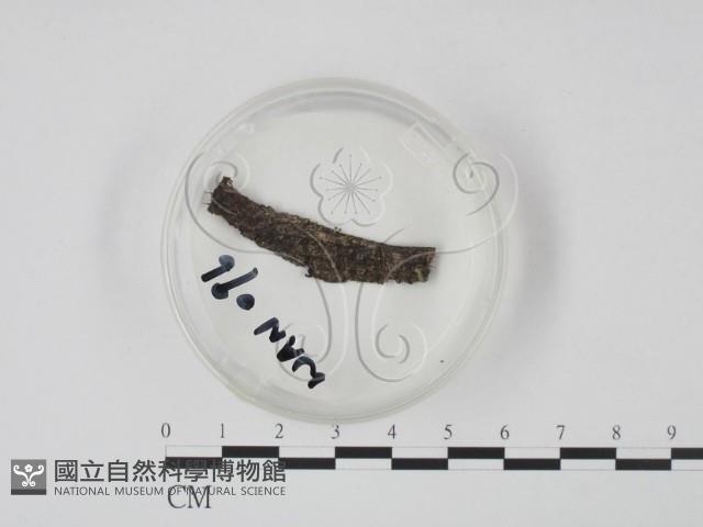 登錄號:F0002706藏品圖，第1張