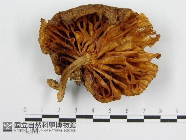 登錄號:F0012706藏品圖，第1張