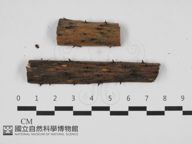 登錄號:F0032706藏品圖，第1張