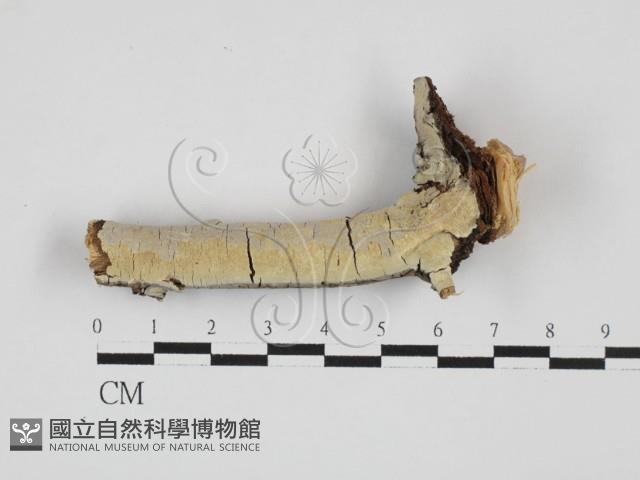 登錄號:F0027706藏品圖，第1張