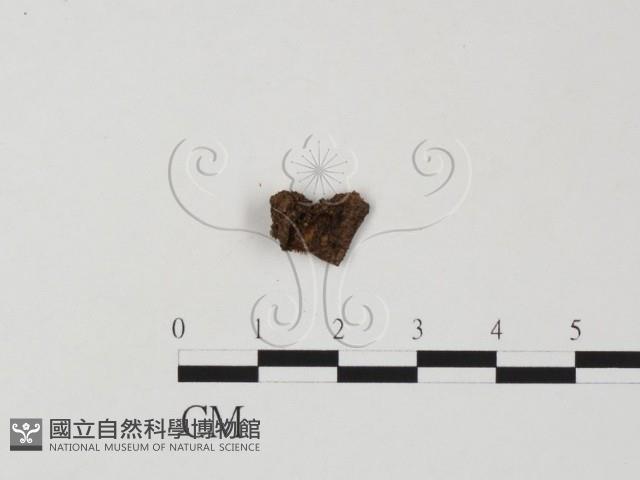 登錄號:F0007706藏品圖，第1張