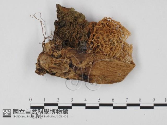 登錄號:F0025706藏品圖，第1張