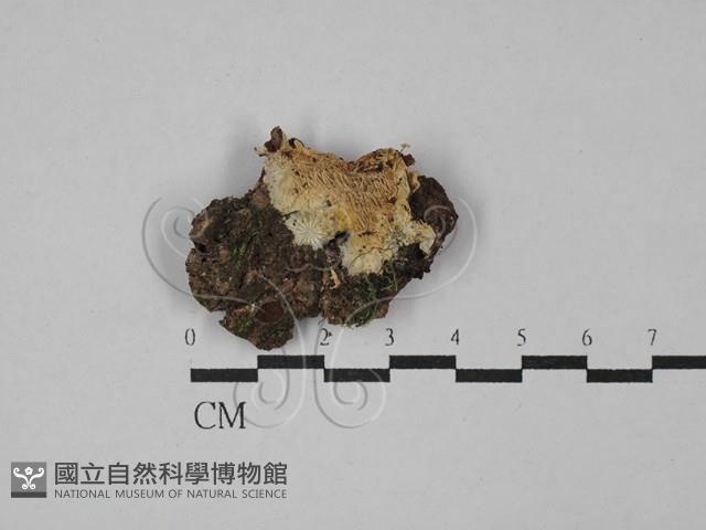 登錄號:F0029706藏品圖，第1張