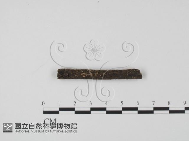 登錄號:F0019706藏品圖，第1張