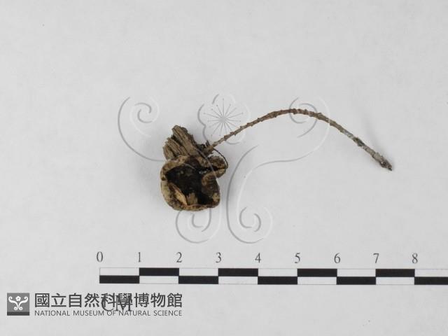 登錄號:F0023706藏品圖，第1張