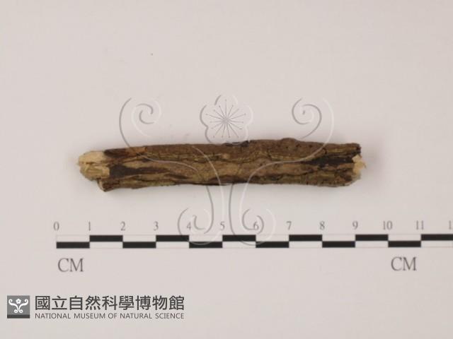 登錄號:F0003706藏品圖，第1張