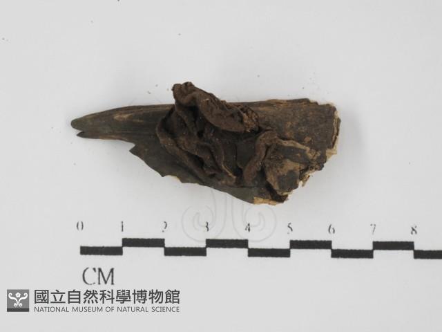 登錄號:F0013706藏品圖，第1張