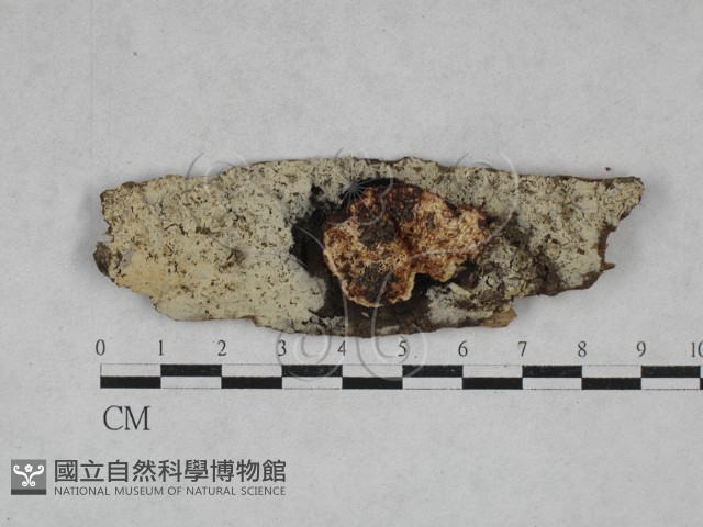 寡孔菌屬藏品圖，第1張