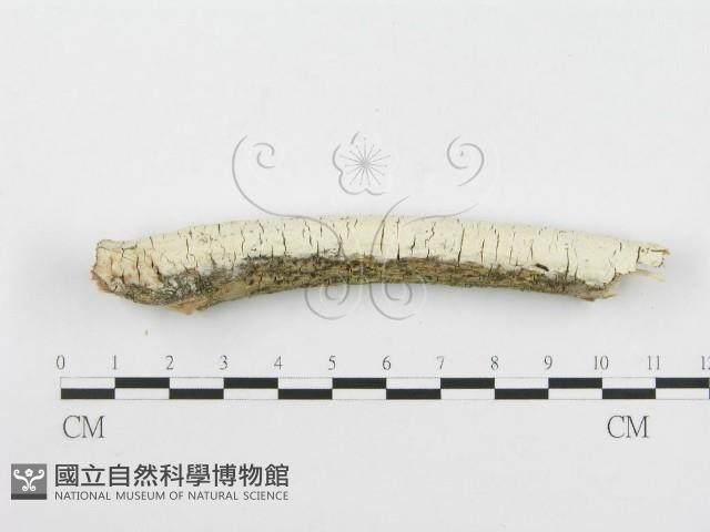 登錄號:F0020506藏品圖，第1張