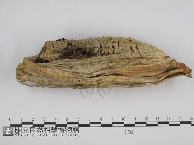 登錄號:F0000506藏品圖，第1張