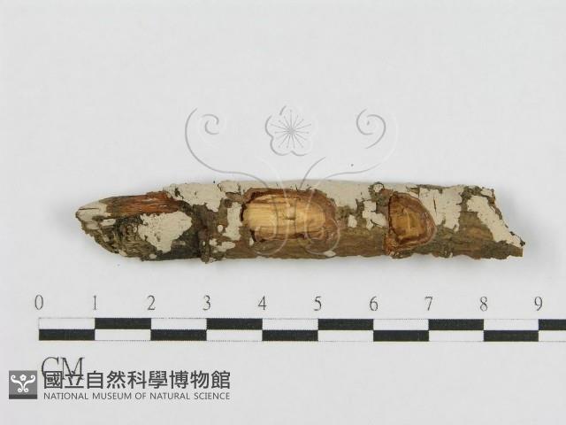 登錄號:F0010506藏品圖，第1張