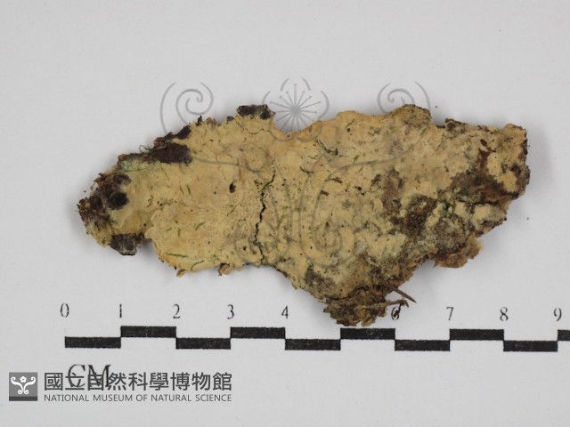 登錄號:F0030506藏品圖，第1張
