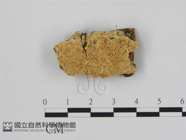 登錄號:F0006506藏品圖，第1張
