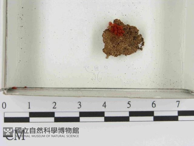 登錄號:F0021506藏品圖，第1張