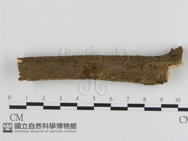 刺革菌屬藏品圖，第1張