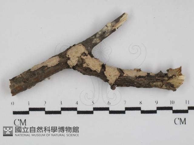 筍殼菌屬藏品圖，第1張