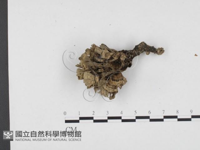 棕色革菌藏品圖，第1張