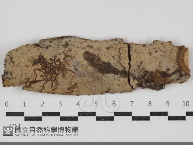 絲齒菌屬藏品圖，第1張