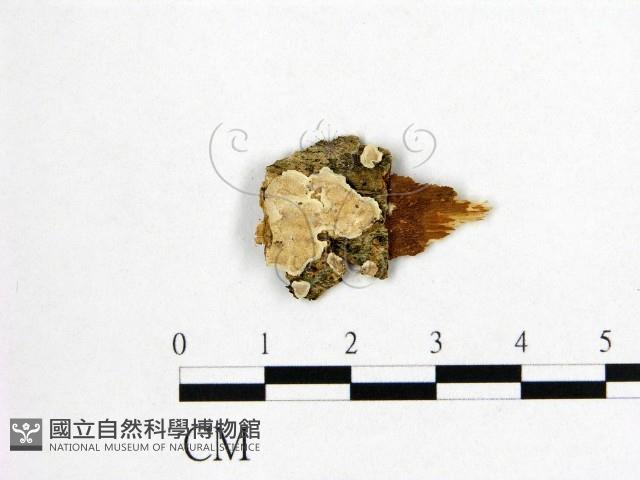 刺皮菌屬藏品圖，第1張