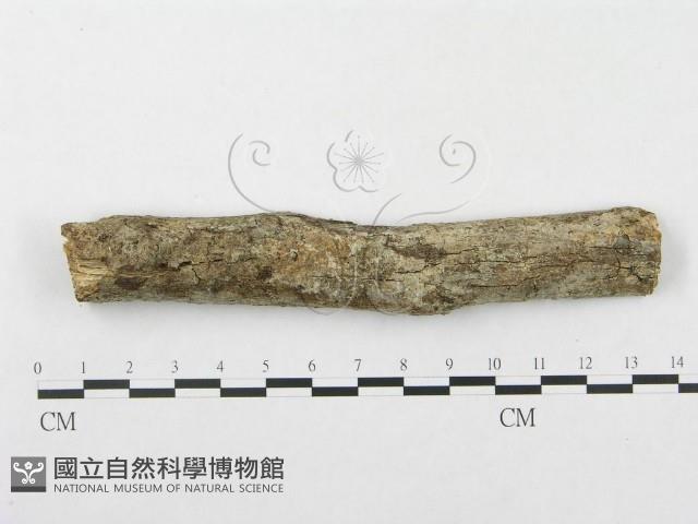 登錄號:F0002506藏品圖，第1張