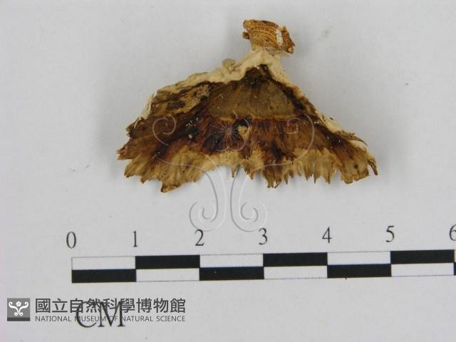 相鄰小孔菌藏品圖，第1張