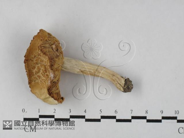 登錄號:F0027506藏品圖，第1張