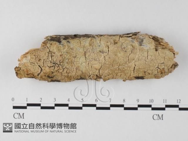 登錄號:F0025506藏品圖，第1張