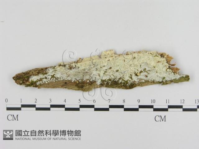 登錄號:F0015506藏品圖，第1張