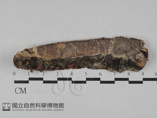 刺皮菌屬藏品圖，第1張