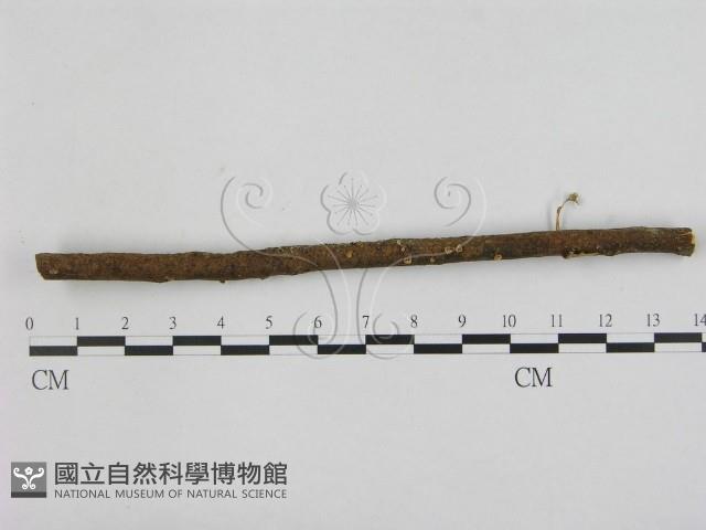 小菇屬藏品圖，第1張