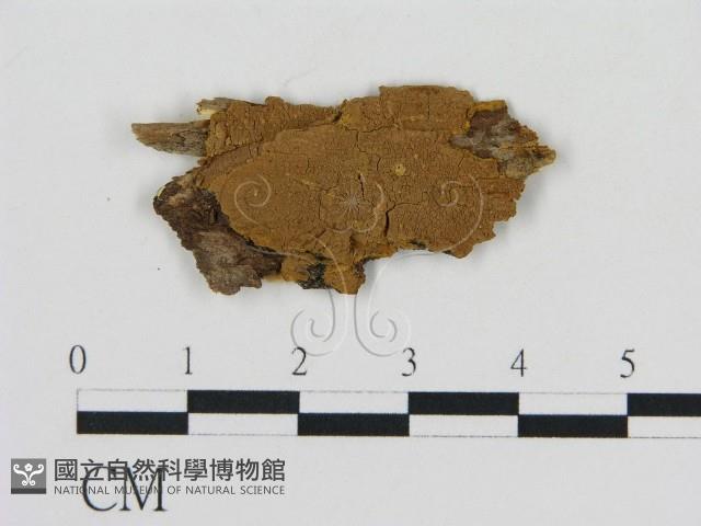 刺革菌屬藏品圖，第1張